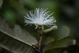 Sivun Couepia latifolia Standl. kuva