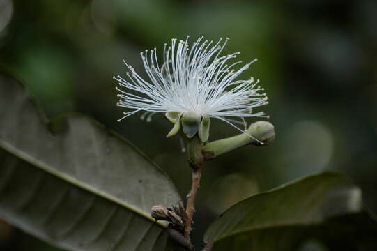 Couepia latifolia Standl. resmi