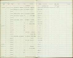 Oncostoma olivaceum (Lawrence 1862)的圖片