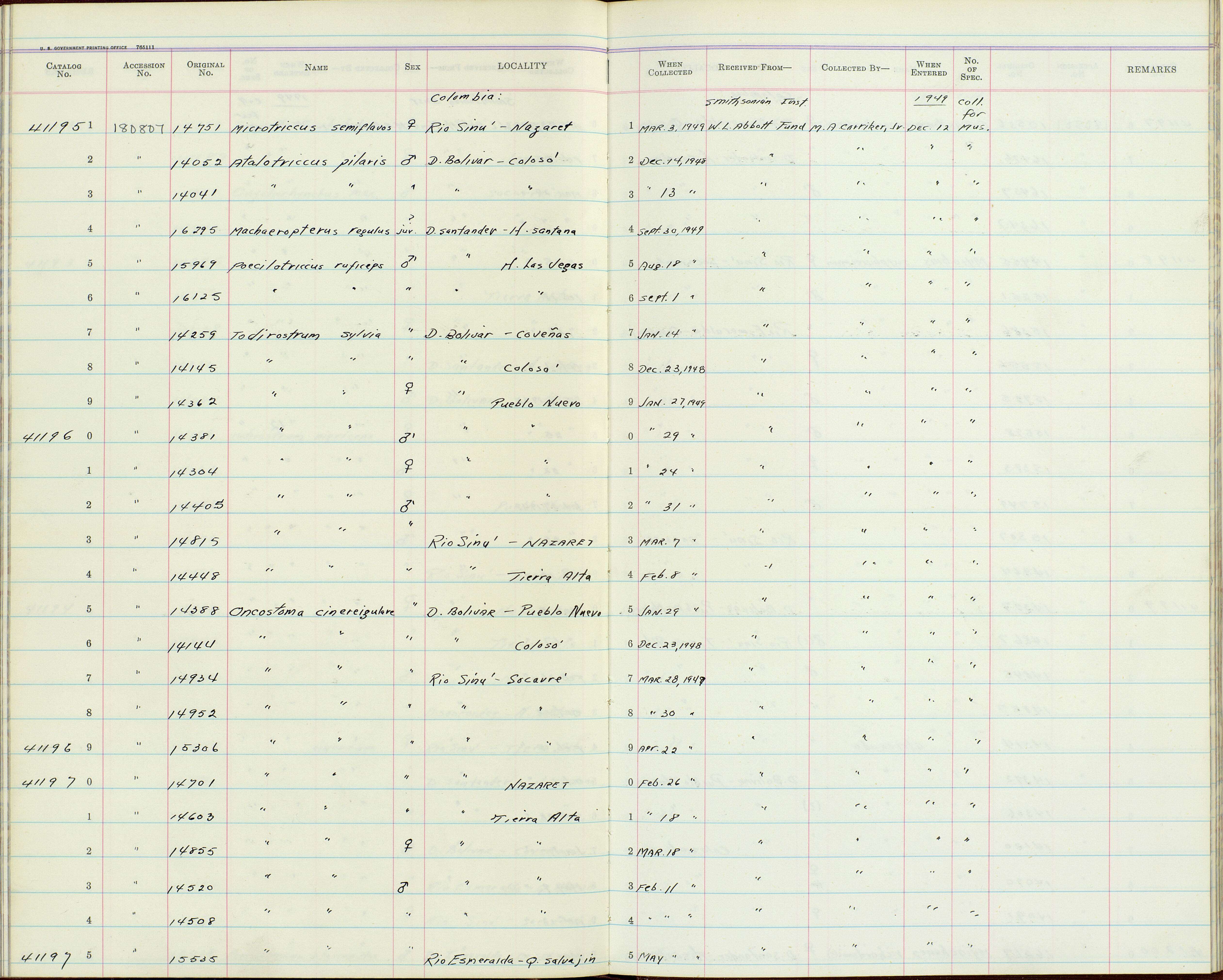 Oncostoma olivaceum (Lawrence 1862)的圖片