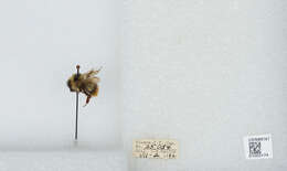 Image of Frigid Bumble Bee