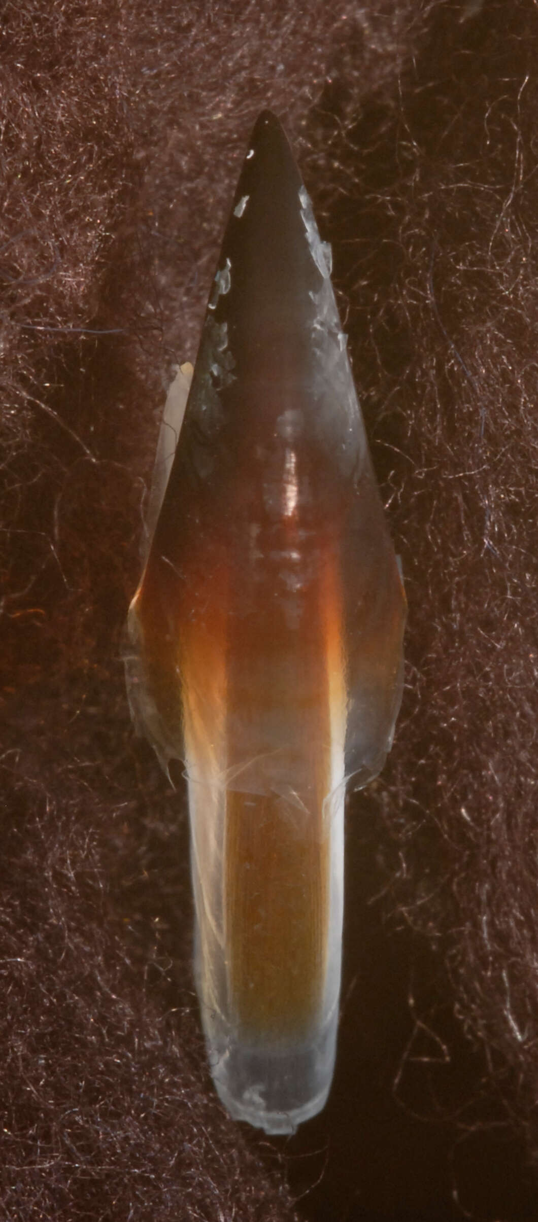 Image of Lepidoteuthidae Pfeffer 1912