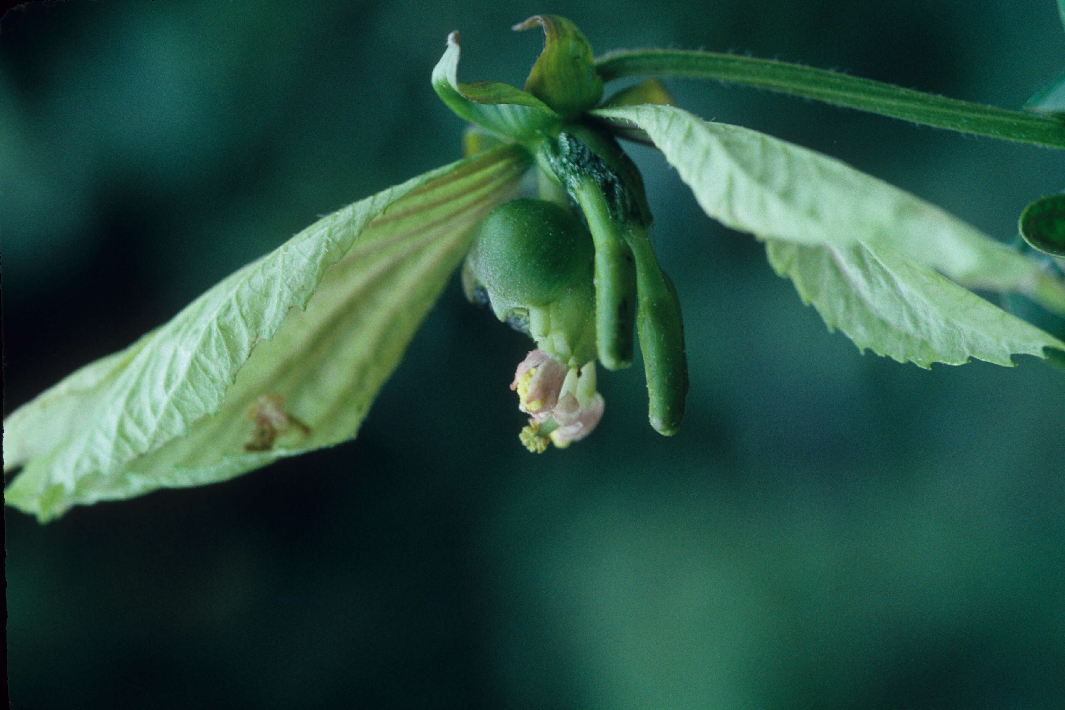 Image of Dalechampia Plum. ex L.