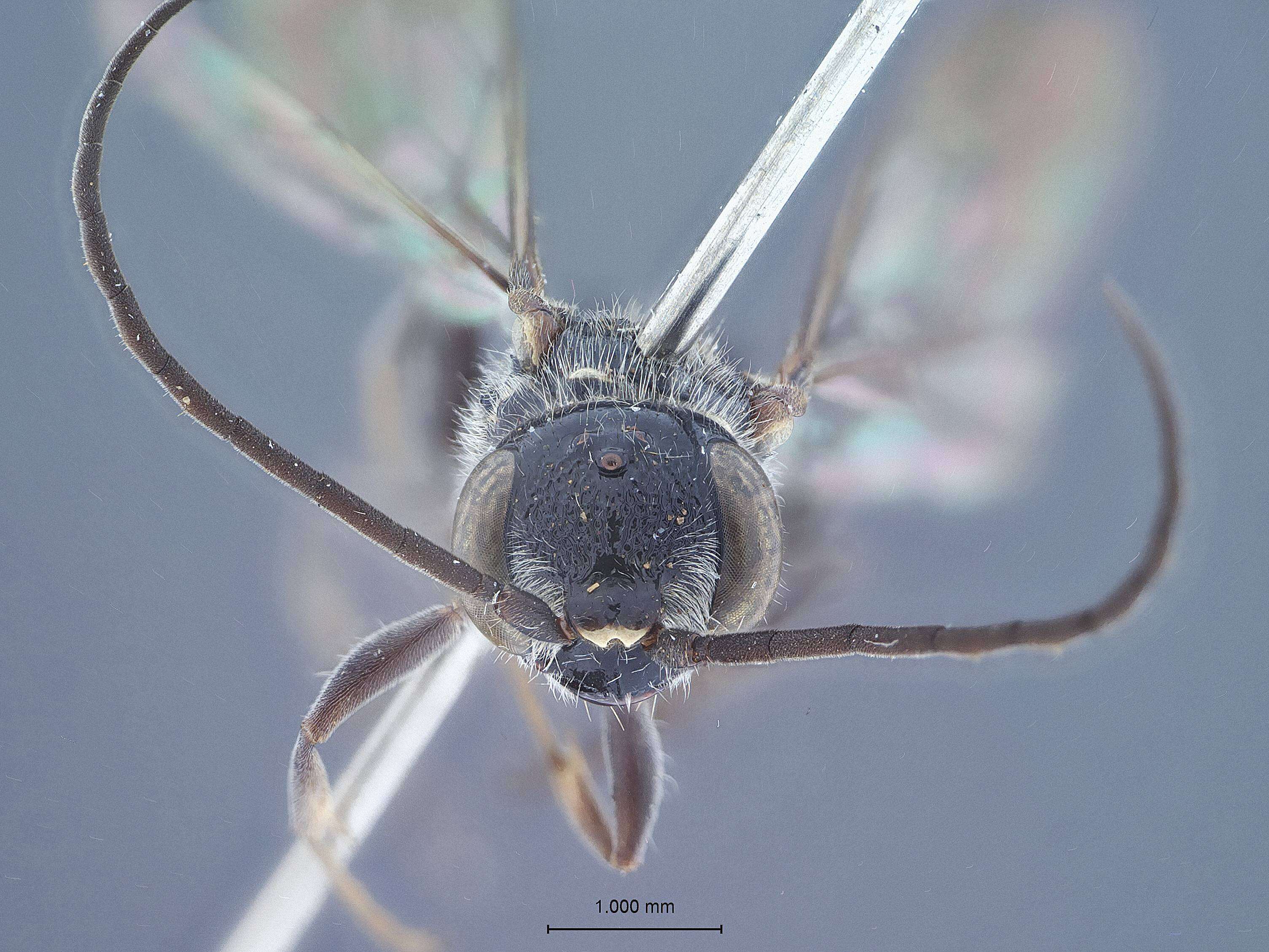 Image of Dolichurus palawanensis Tsuneki ex Tsuneki et al. 1992