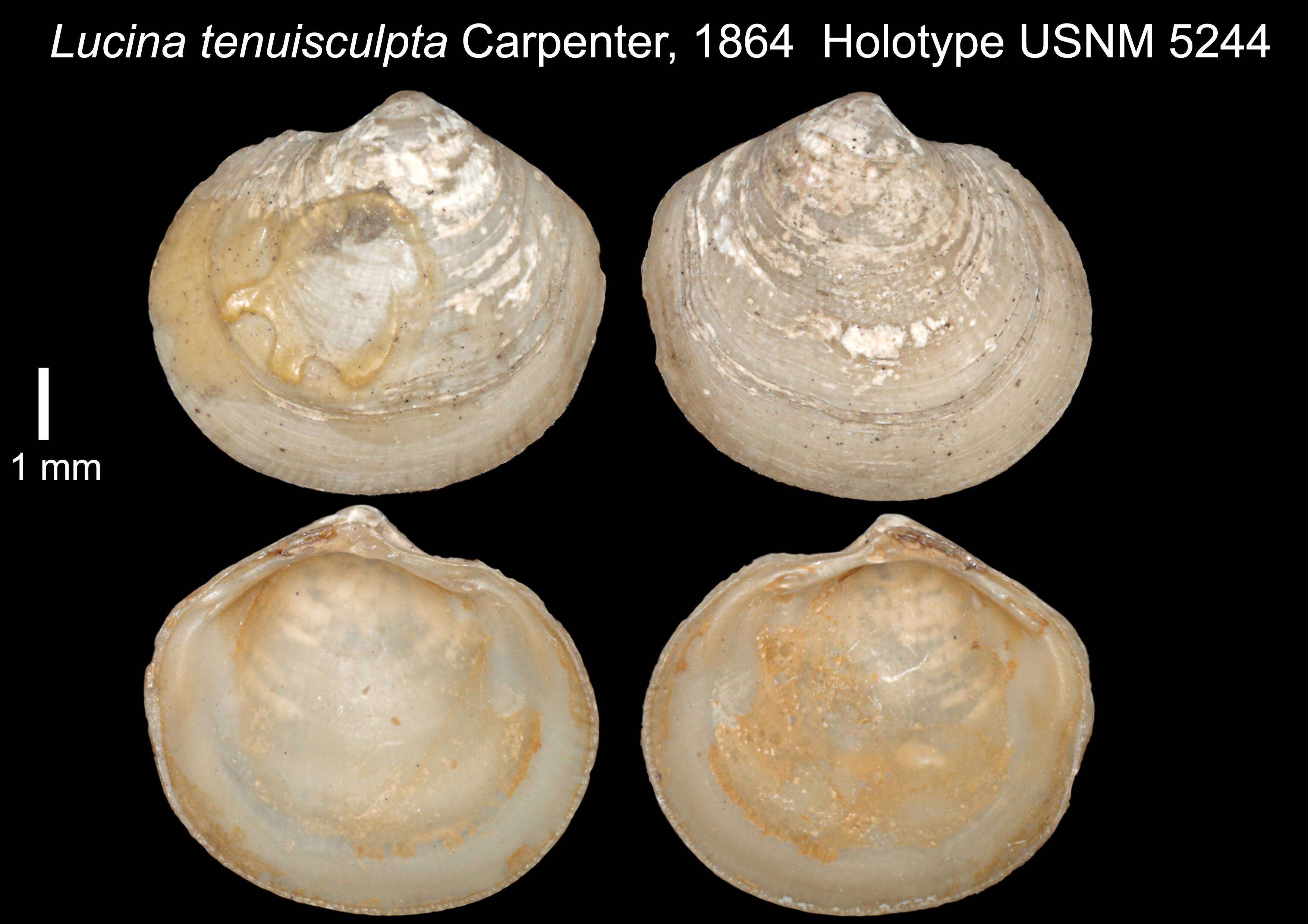 Imagem de Parvilucina tenuisculpta (Carpenter 1864)