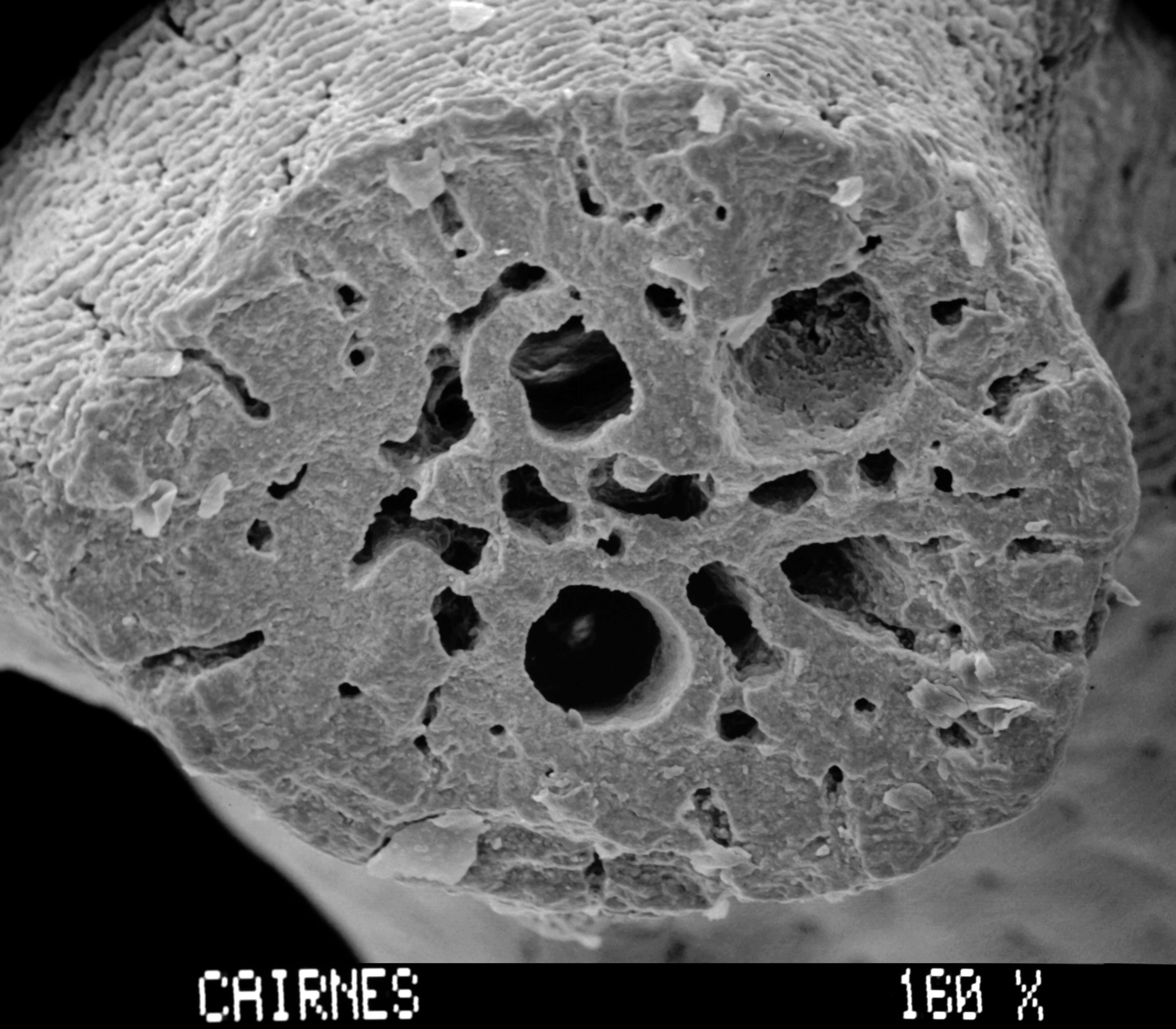 Image of Adelopora pseudothyron Cairns 1982