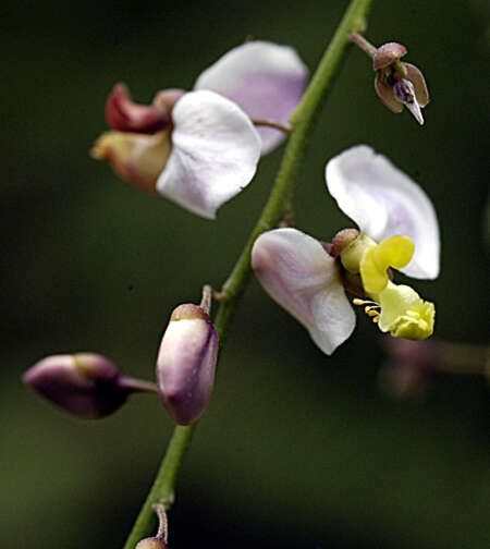 Image of antigonon