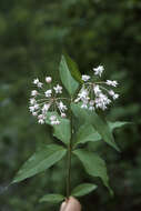 Image of fourleaf milkweed