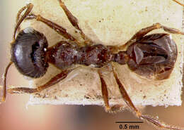 Pheidole militicida Wheeler 1915 resmi