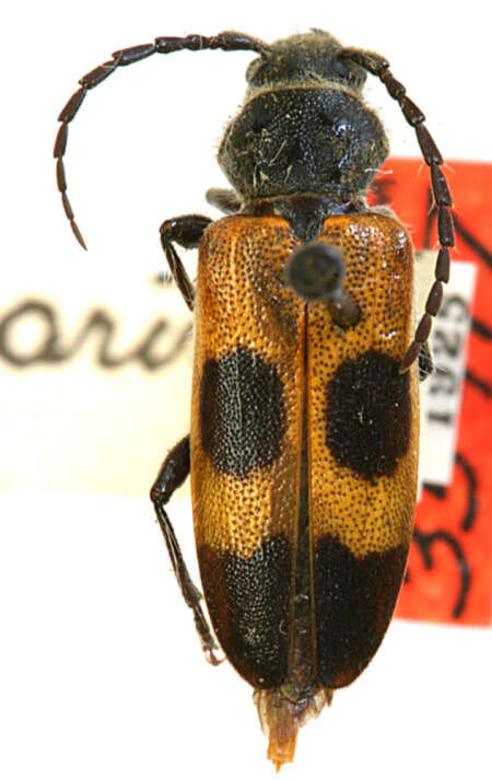 Image of Anocomis ampla arizonae Casey 1924