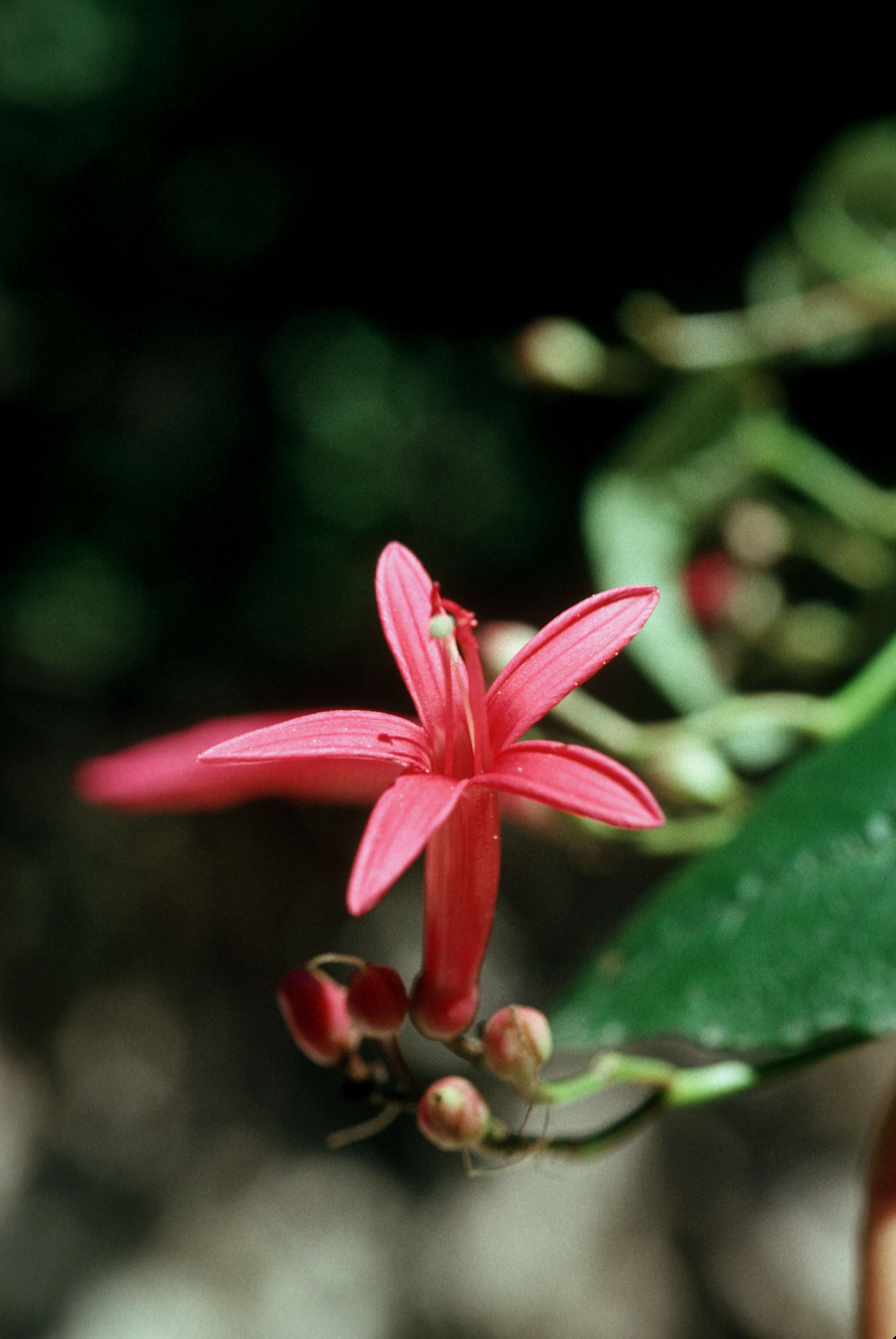 Ipomoea repanda Jacq.的圖片