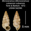 Image of <i>Microceramus <i>cubaensis</i></i> cubaensis