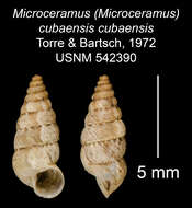 Imagem de <i>Microceramus <i>cubaensis</i></i> cubaensis