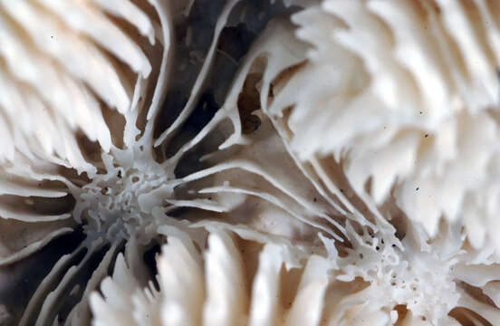 Image of Largebrain Root Coral