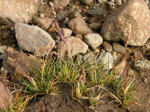 Image de Poa gymnantha Pilg.