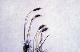 Oreochloa elegans Sennen的圖片