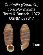 Image of <i>Centralia concolor minima</i> Torre & Bartsch