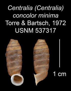 Image of <i>Centralia concolor minima</i> Torre & Bartsch