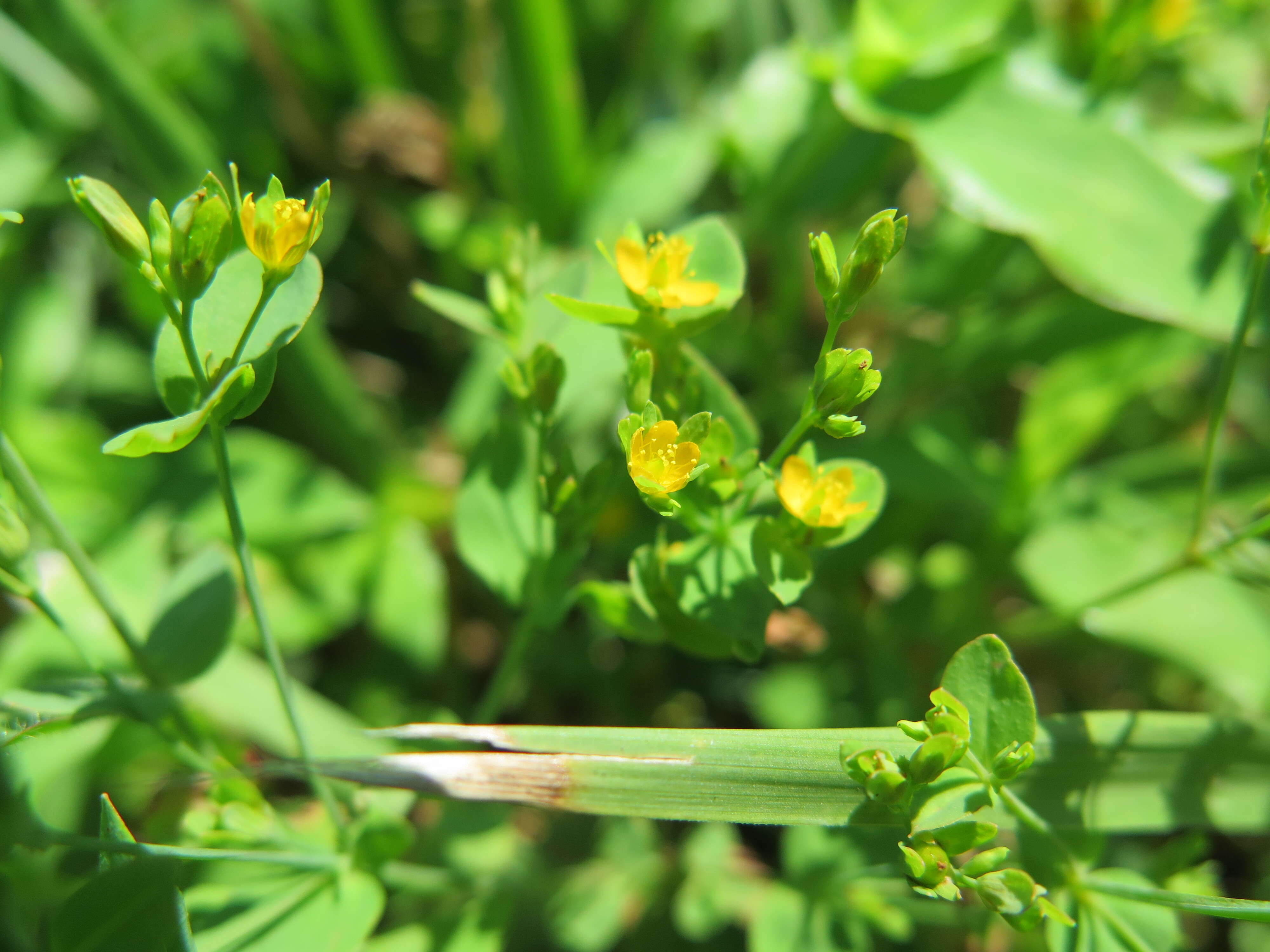 Hypericum mutilum L. resmi