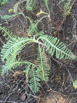 Image of Lake Huron tansy