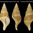 Image of Sipho stimpsonii var. liratulus Verrill 1882