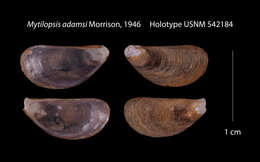 Слика од Mytilopsis adamsi J. P. E. Morrison 1946