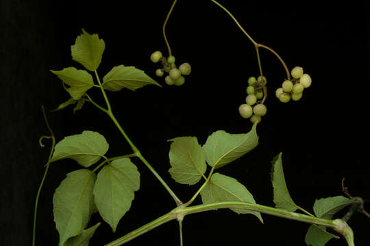 Image of Cissus microcarpa M. Vahl