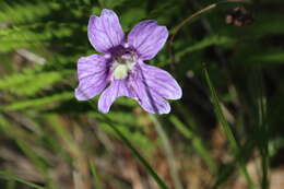 Image of blueflower butterwort