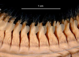 Aglaophamus ornatus Hartman 1967 resmi