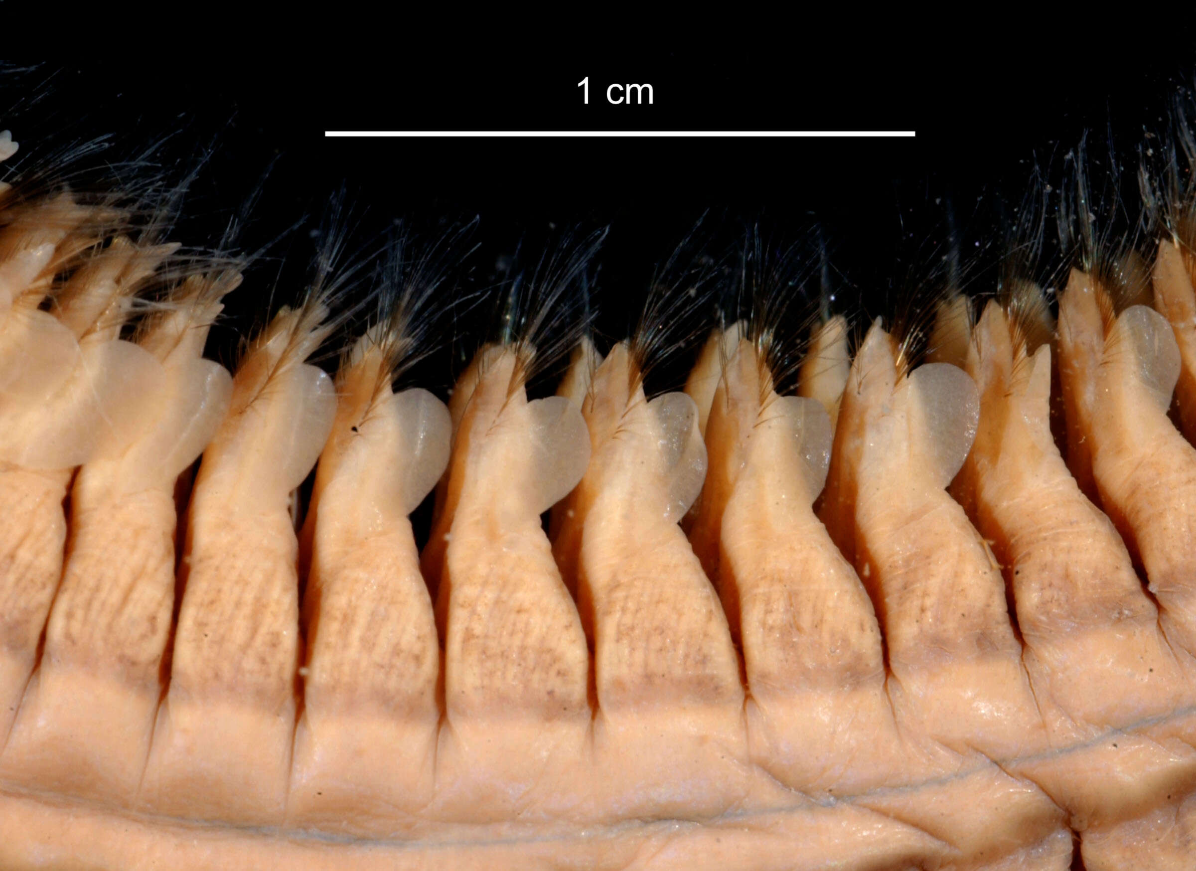 Aglaophamus ornatus Hartman 1967 resmi