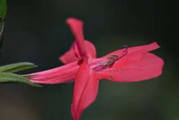 Imagem de Ruellia affinis (Schrad.) Lindau