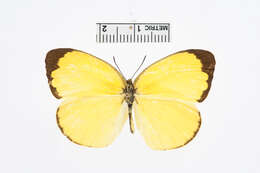 Image of Eurema blanda (Boisduval 1836)