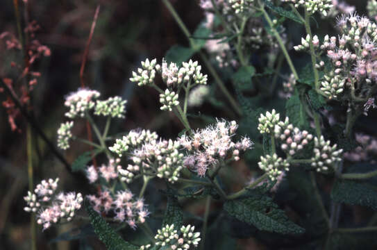 Plancia ëd Eupatorium sessilifolium L.