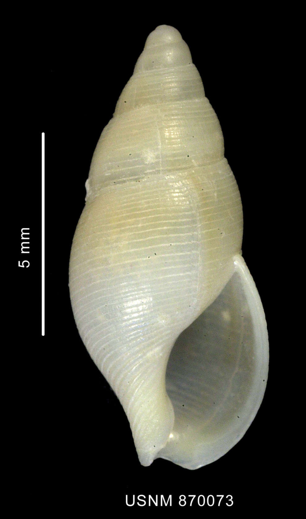 Image of Pareuthria atrata (E. A. Smith 1881)