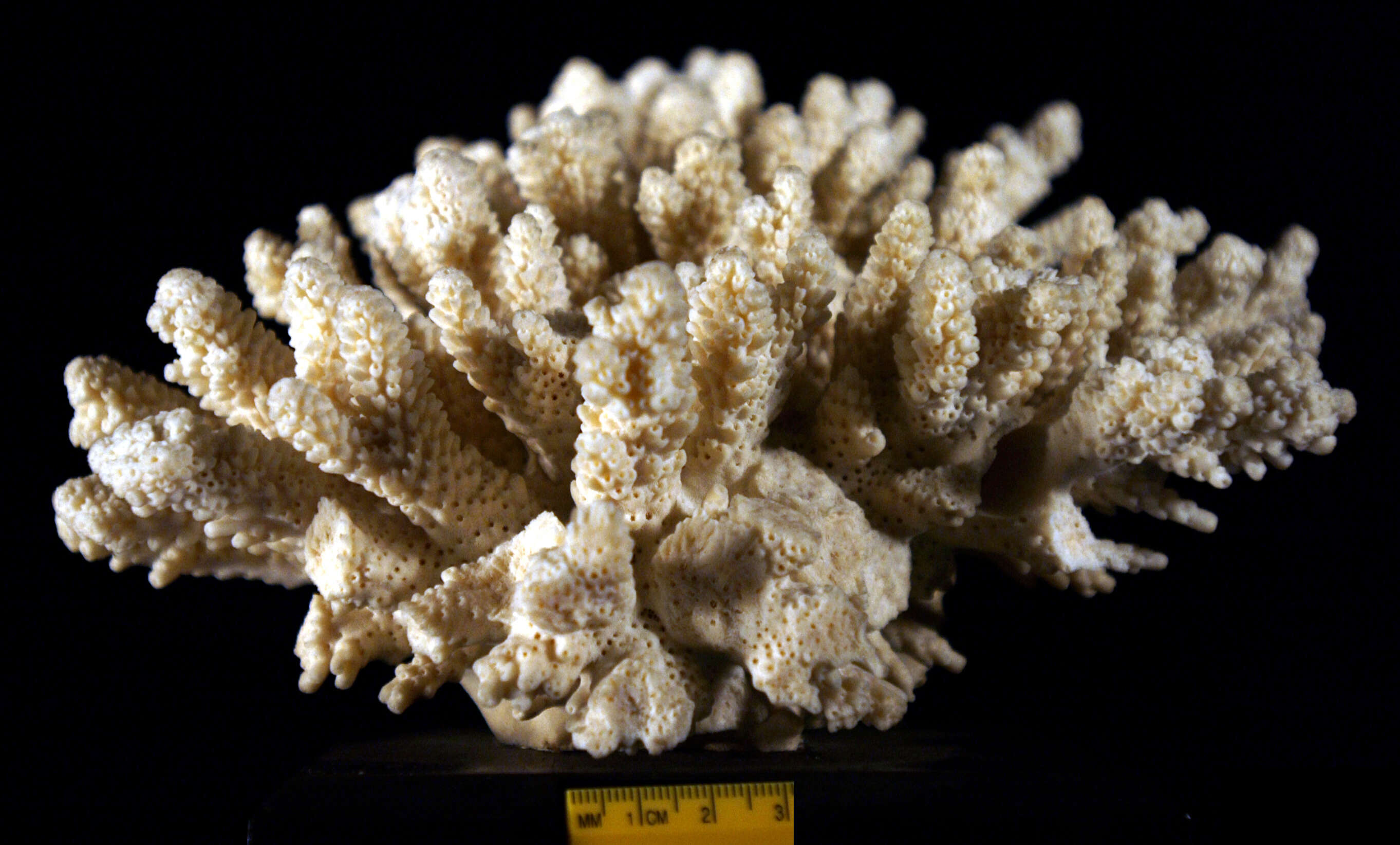 Sivun Acropora acervata (Dana 1846) kuva