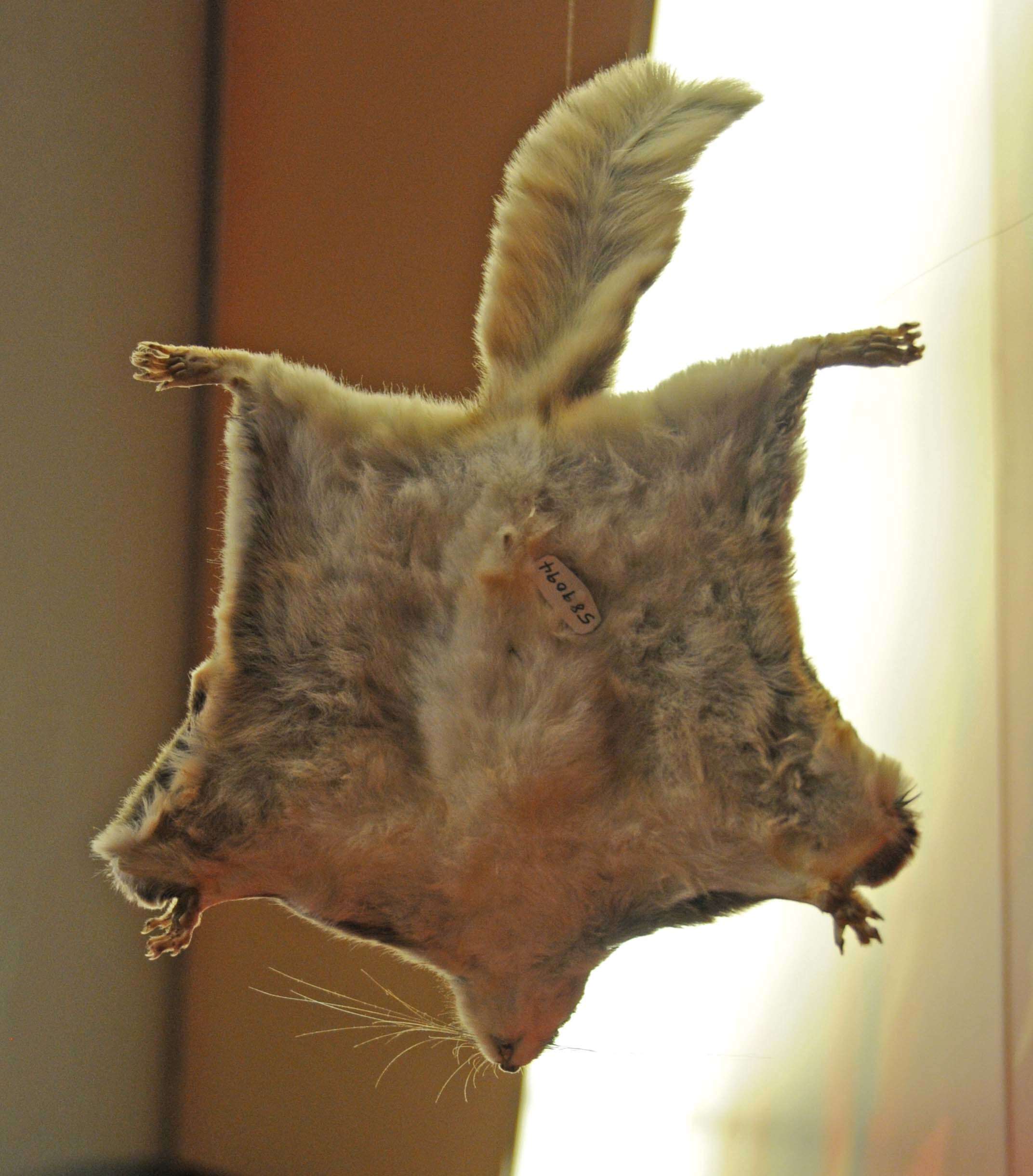 Image of Mexican Flying Squirrel