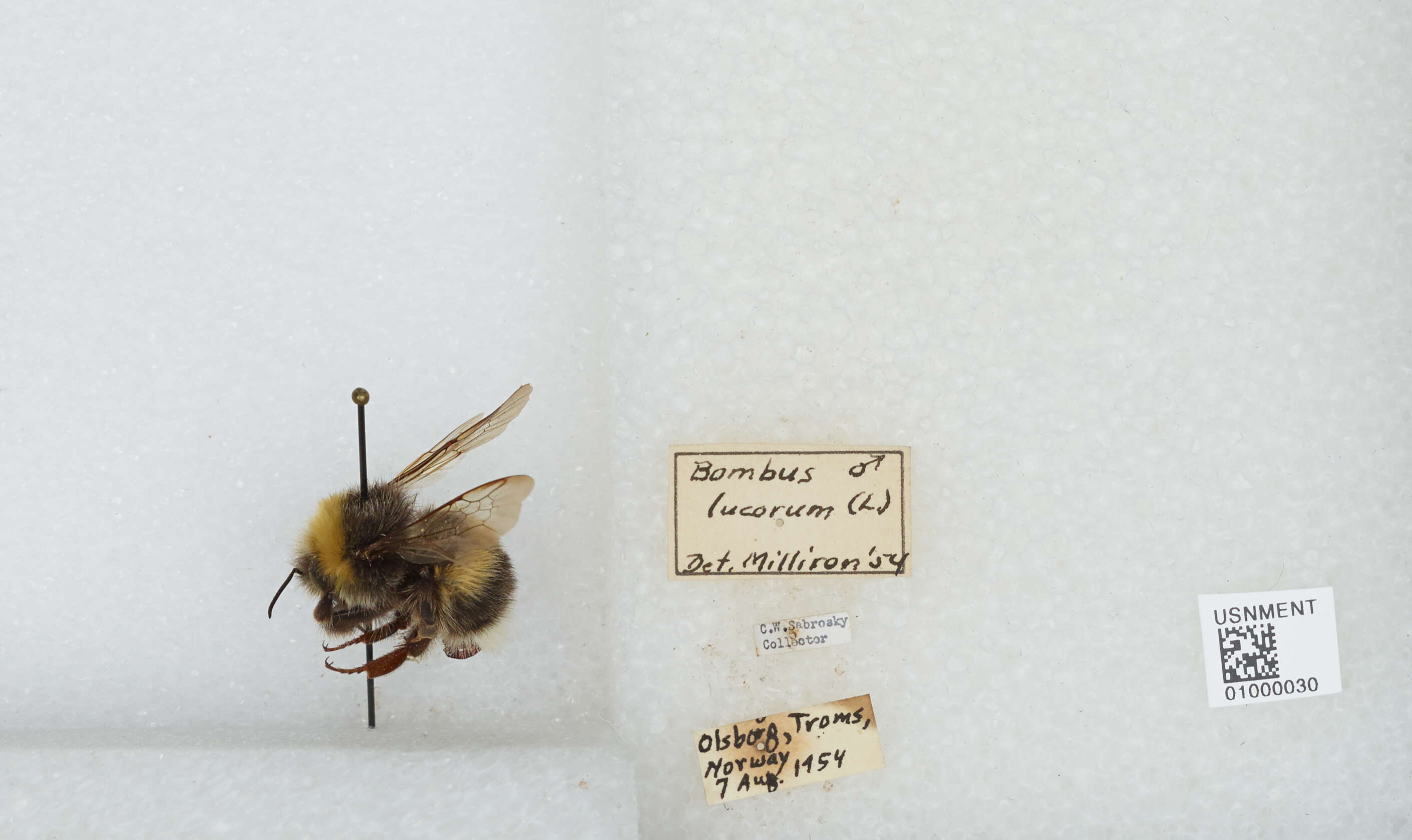 Image of White-tailed bumblebee