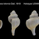 صورة Boreotrophon tolomius (Dall 1919)