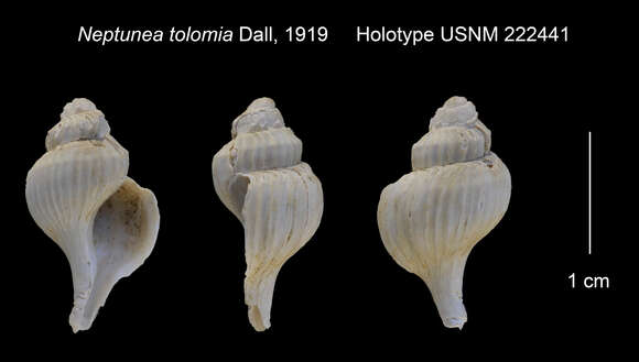 صورة Boreotrophon tolomius (Dall 1919)