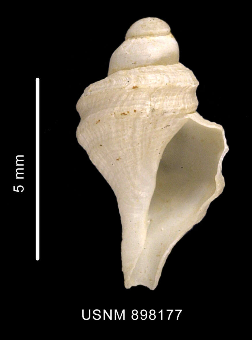 Sivun Lophiotoma pseudoannulata Dell 1990 kuva