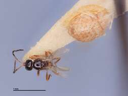 Image of Parasitoid wasp