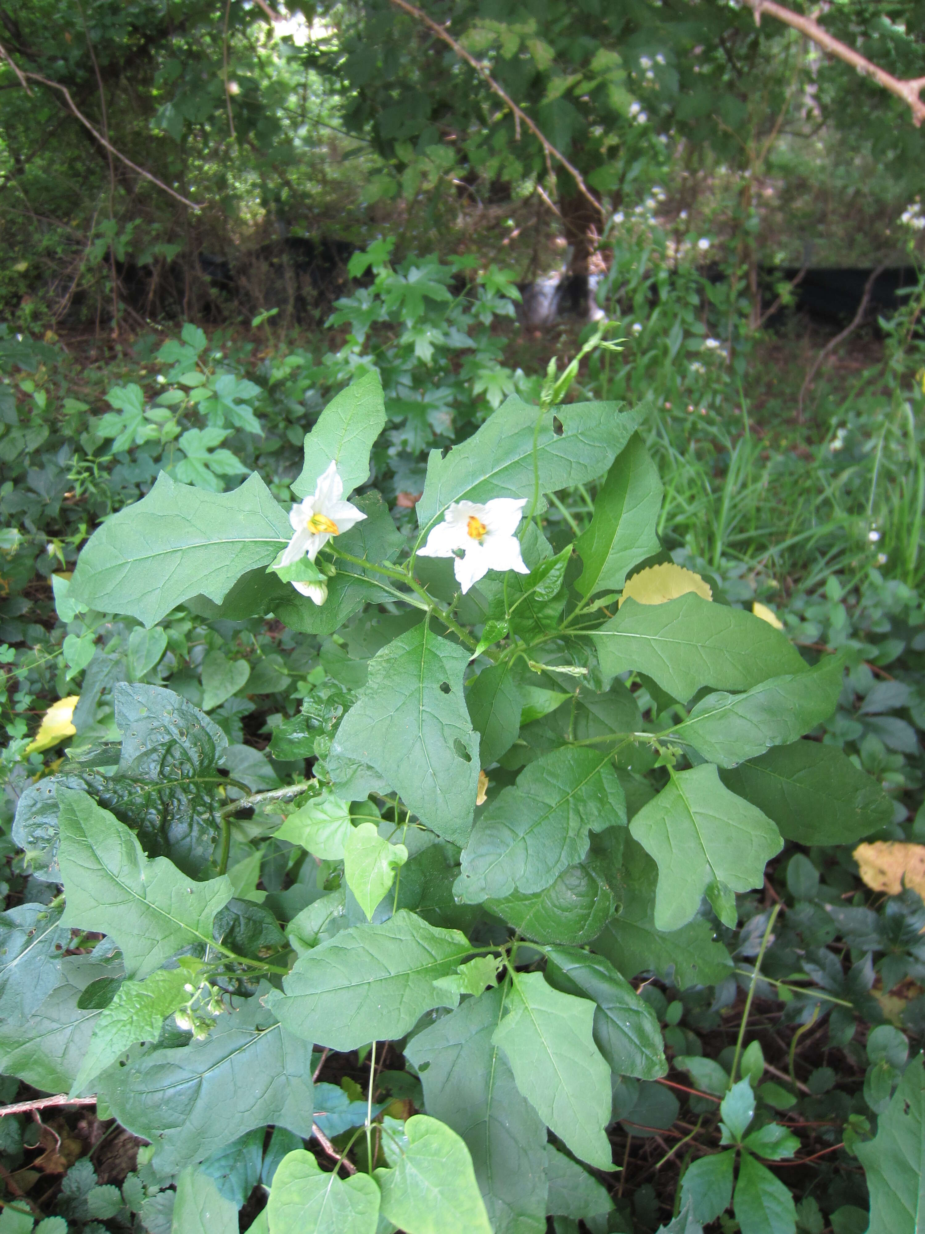 Image de Solanum carolinense L.