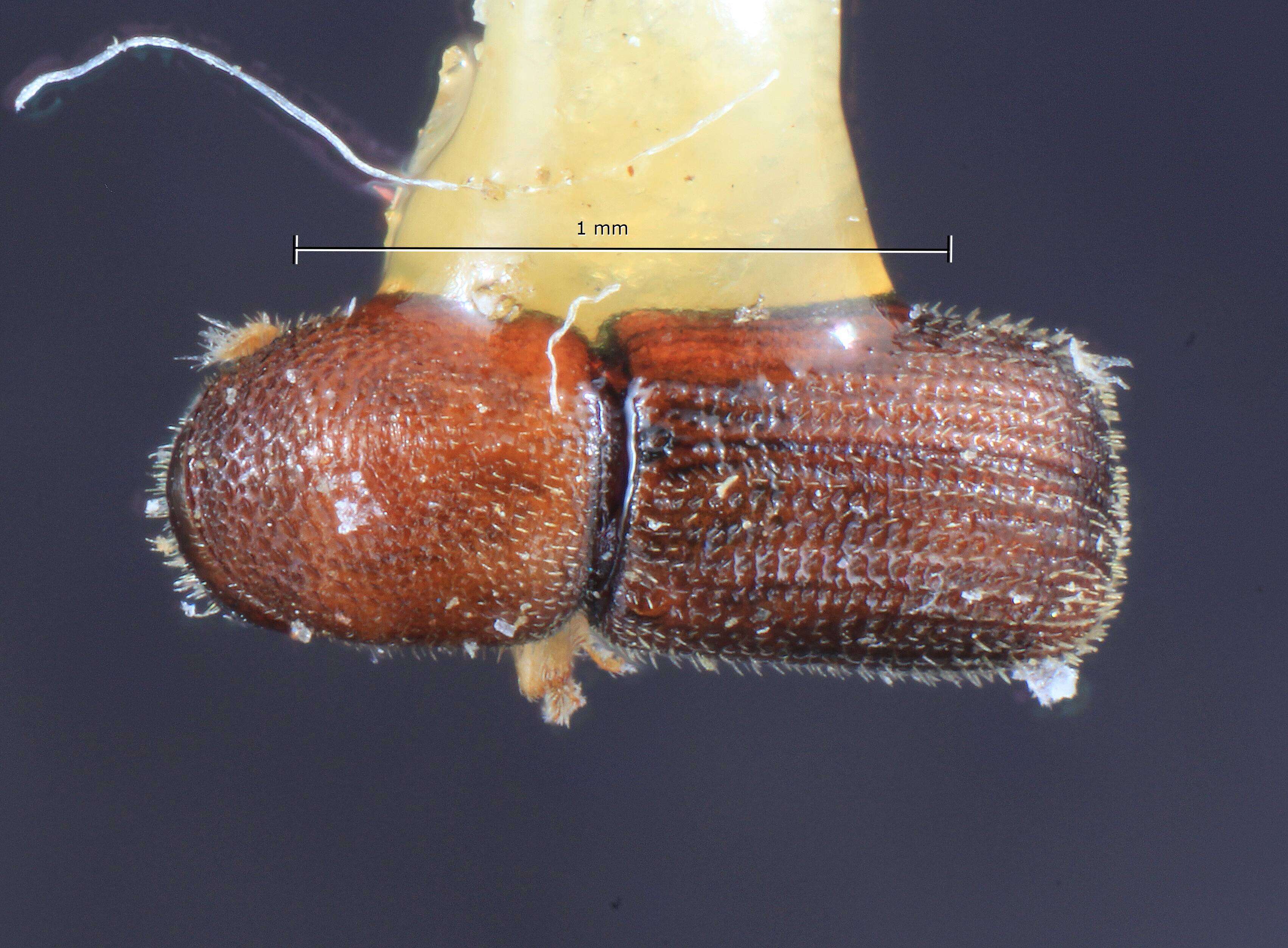 Image of Dendroterus luteolus Wood & Bright 1992