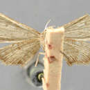 صورة Euacidalia nitipennis Dyar 1916