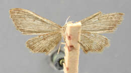 Image of Euacidalia nitipennis Dyar 1916
