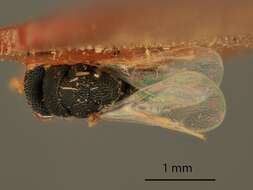 Imagem de Eurytoma setitibia Gahan 1919