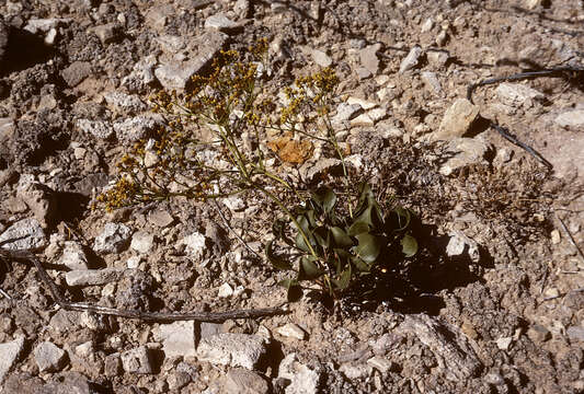 Imagem de Eriogonum gypsophilum Wooton & Standl.