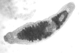 Image of Xenotoplana Ax, Weidemann & Ehlers 1978