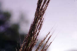 Image of bullgrass