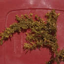 Sargassum polycystum resmi